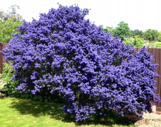 Sadenica PRUSZNIK VICTORIA BLUE EVERGREEN p9