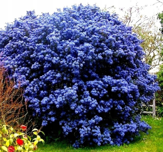 Sadenica ceanotu 'Victoria' s modrými kvetmi v kvetináči P9