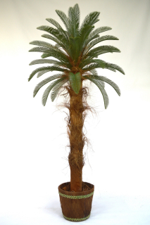 Palm Sagowiec Cycas Cycas Revoluta 2m
