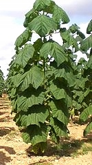 Paulownia ShanTong Oxygen tree 100 semien