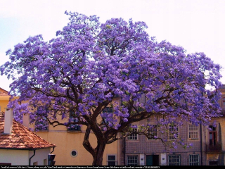 Paulownia našuchorený cisársky strom šťastia