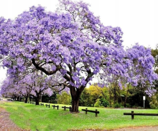 Paulownia tomentosa cisársky strom šťastia P9