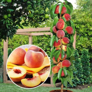BIG HONEY broskyne a nektárinky, sadenice s obnaženými koreňmi, 120-150 cm
