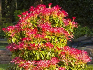 Japonský pieris MOUNTAIN FIRE Červené listy