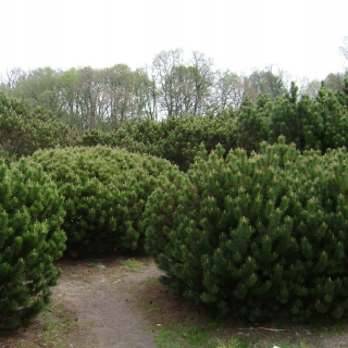 Pinus MUGO Borovica horská - borovica horská | C3 |