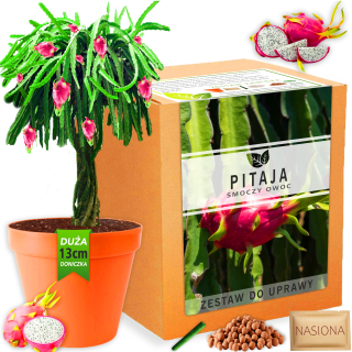 Súprava na pestovanie rastlín Pitaya DRAGON FRUIT Semená Kaktus Jedlé ovocie