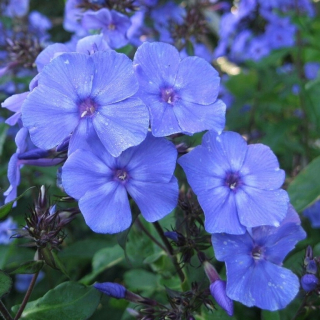 Floxový plameň BLUE PARADISE krásny NEBESKÝ