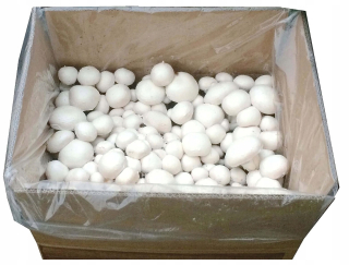 Substrát s mycéliom bielych húb 15kg DUZEPLONY