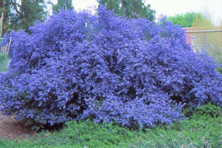 Modrá VICTORIA vždyzelená SEMIENKA, nezvyčajná farba kvetov