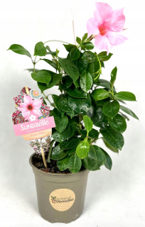 Przepiękna Sundavilla Sundaville Cream Pink Mandevilla (Dipladenia) don P12