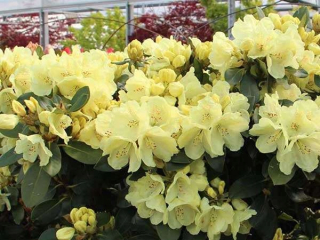 GOLDKRONE rododendron // trpasličí, nízka odroda