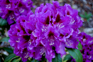 Sadenice rododendronov a azaliek v nádobe 0,5-1l 18-25 cm