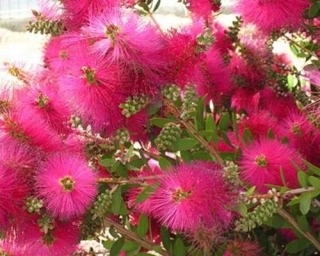 RUŽOVÁ KOLEKCIA Callistemon viminalis Hot Pink SEEDINGING V NÁDOBE P9