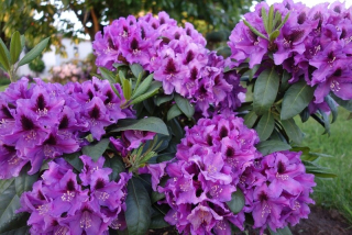 Rododendrony a azalky fialová, modrá, ružová sadenica v 1-2l nádobe 20-30 cm