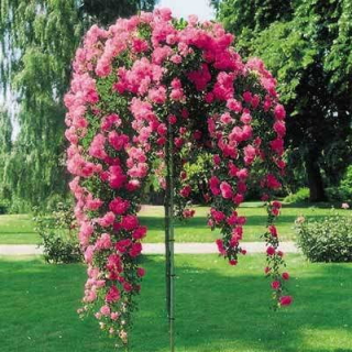 Sadenica ružovej ruže v 2-3l 120 cm nádobe