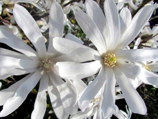 MRAZUZORNÁ JAPONSKÁ MAGNOLIA KOBUS SnehoBIELA