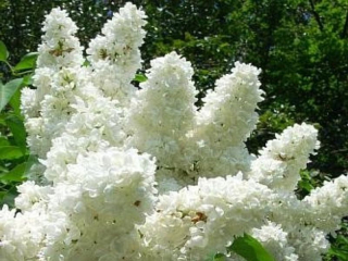 SNEHOBIELA PLNOKVETOVÁ LILA MME LEMOINE BEZ