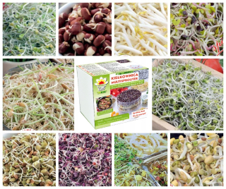 Krabička na nakličovanie + SET x10 SEMIENOK NA KLÍČKY 290g