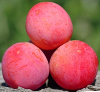 Slivky Greengage, ružové sadenice v balíku 120-150 cm