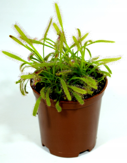 D. Capensis sadenica v 0,5l nádobe