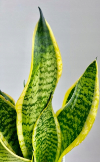 Guinea Sansevieria 'Laurentii'
