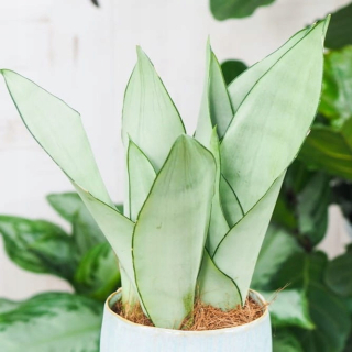 Sadenice Sansevieria 'Moonshine' v 1-2 litrovej nádobe