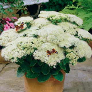 Sedum STARDUST WHITE PEKNÉ SOOT 2L