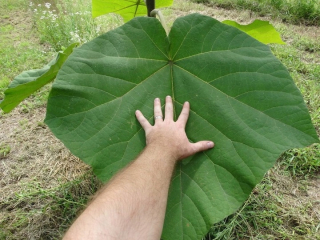 Semená Paulownia Shan Tong 100 ks