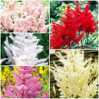 Astilbe set Arendsova tavula 5 ks.