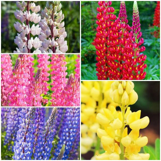 Lupinus set Lupin odolný 5 ks.