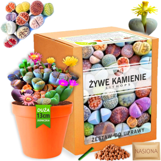 Sada na pestovanie rastlín Živé kamene LITHOPS semená sukulenty Farby