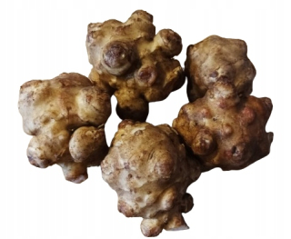Topinambur slnečnica Albik Large Tubers 5kg