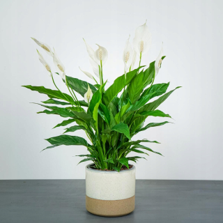 Spathiphyllum bohato kvitne