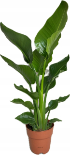 Sadenice Strelitzia Nicolai v 3-5 litrovej nádobe