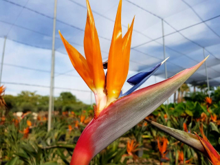 Sadenice pomaranča Strelitzia v 2-3 litrovej nádobe