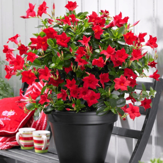 Sundaville liana CLASSIC RED Seedling P12