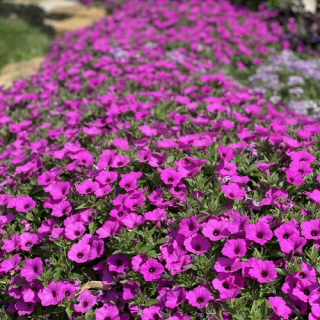 Petúnie Supertunia VISTA Jazzberry P7 - 6 ks
