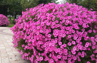 Surfinia Supertunia Vista samočistiaca Surfinia Sada 6 ks.