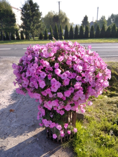 Surfinia Supertunia Vista Bubblegum