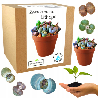 Súprava na pestovanie živých kameňov Lithops Cacti