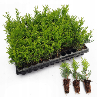 THUJA EMERALD SEEDINGS NÁSOBITNÉ 100 ks VÝROBCA