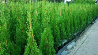THUJA EMERALD 120-130cm Črepník zakorenený