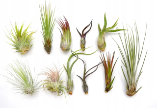 TILLANDSIA, TABBED X 11 KS, NA ŠTART! letún