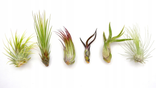 TILLANDSIA, TABBED X 6 KS, NA ŠTART! letún