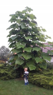 TOHTOROČNÁ VÝSEVKA Paulownia Shan Tong OXY.