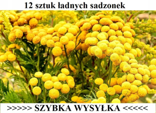 Tansy 12 ks - odpudzuje kliešte - rýchle dodanie