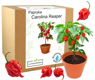 Sada na pestovanie semien Carolina Reaper HP22B červenej papriky - NAJLEPŠIE