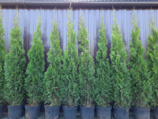 Tuja Tuja Emerald Smaragd na živý plot 150-160cm