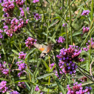 Verbena patagónska (Verbena Bonariensis) Veľká sadenica Črepník P13