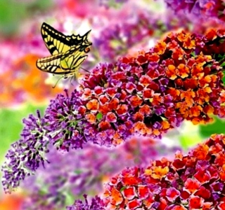 ROZPRÁVKOVÝ BUDDLEY FLOWER POWER KRÁSNY BUTERFLY BUSH